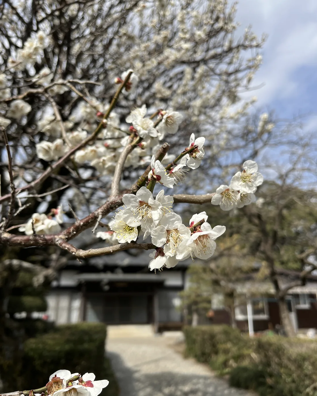 白梅ごしに望む蓮城院の本堂
